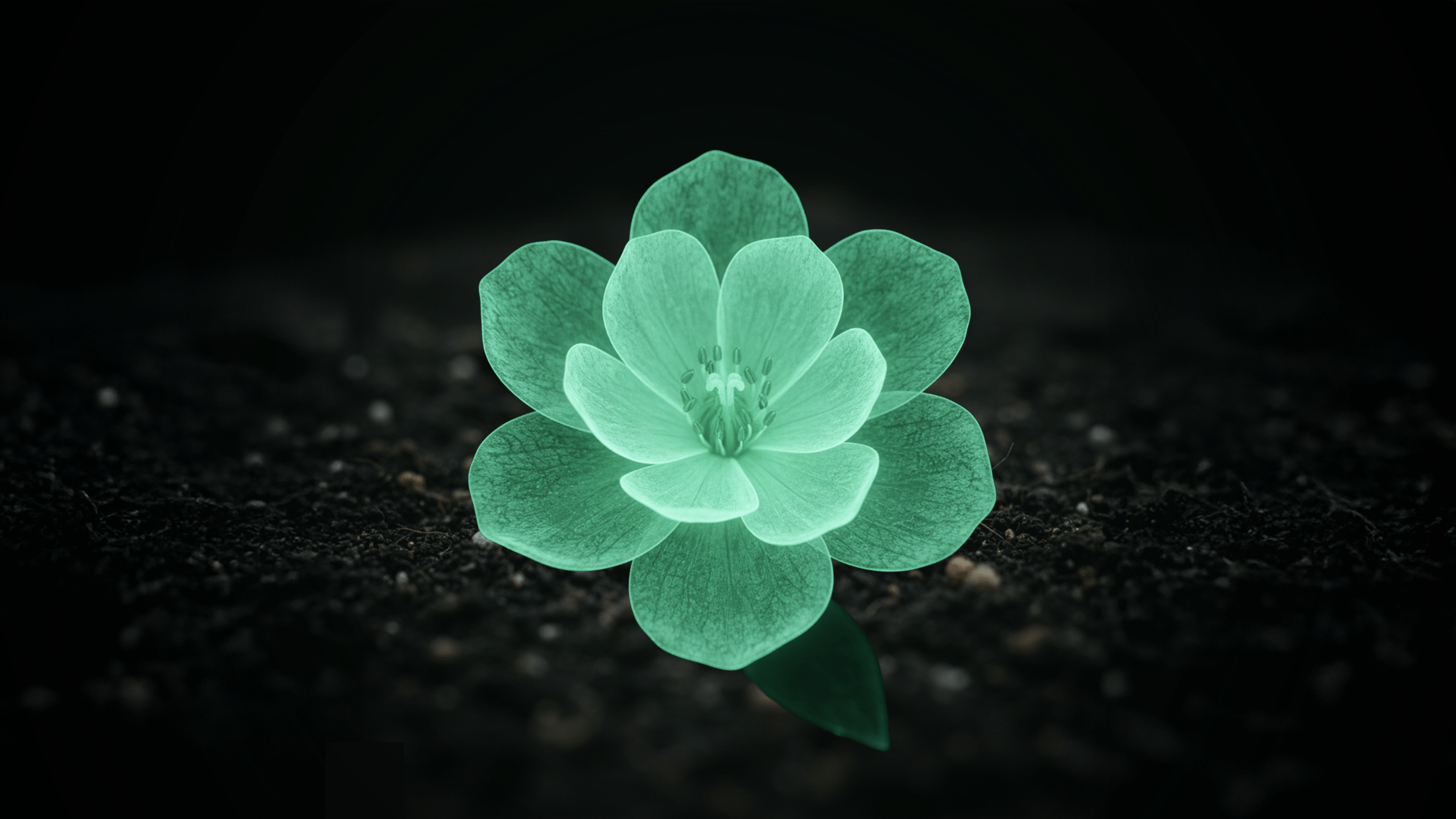 Professional Package